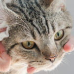 PETPROTECT Magazin: So halten Sie die Ohren Ihrer Katze richtig sauber