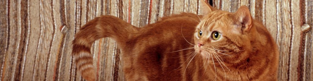 Ständige Unruhe bei Katzen 1 Steckt die Schilddrüse dahinter?