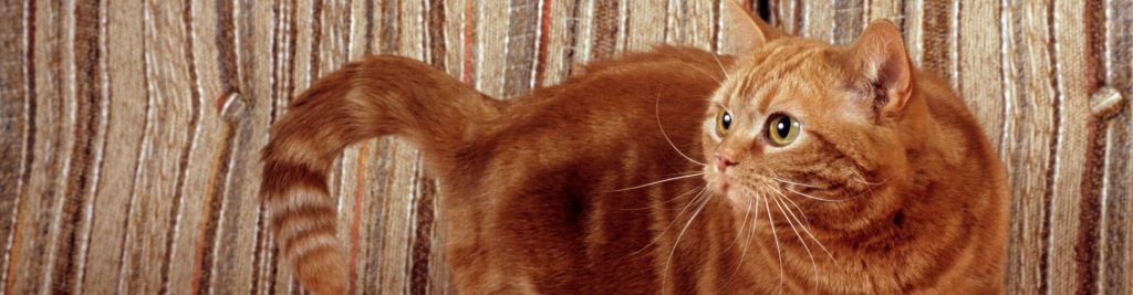 headerbild staendige unruhe bei katzen 1920x500 tinypng