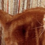 PETPROTECT Magazin: Ständige Unruhe bei Katzen - Steckt die Schilddrüse dahinter?
