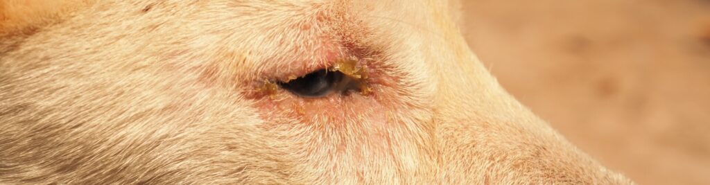 headerbild staupe warum sie ihren hund impfen lassen sollten 1920x500 tinypng