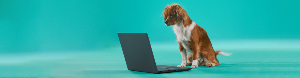 Wissenswertes zur Telemedizin 1 Was Sie über Online-Tierärzte wissen müssen