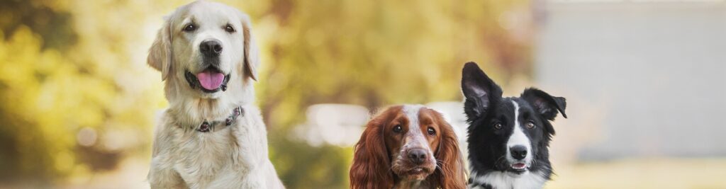 Die häufigsten Diagnosen bei Hunden