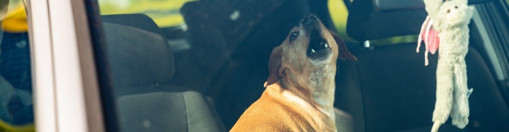 Todesfalle Auto 1 Wie Sie Ihren Hund vor einem Hitzschlag schützen