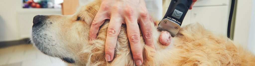 Tumore bei Hunden 1 Ursachen, Symptome, Kostenübernahme