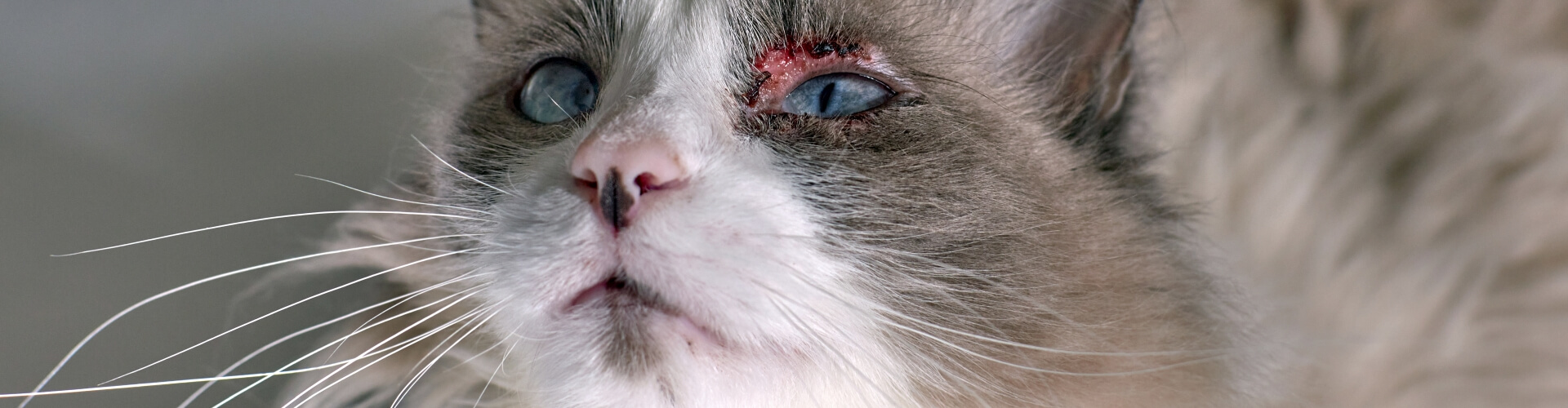 PETPROTECT Magazin: Verletzungen am Katzenauge - Wann muss ich zum Tierarzt?