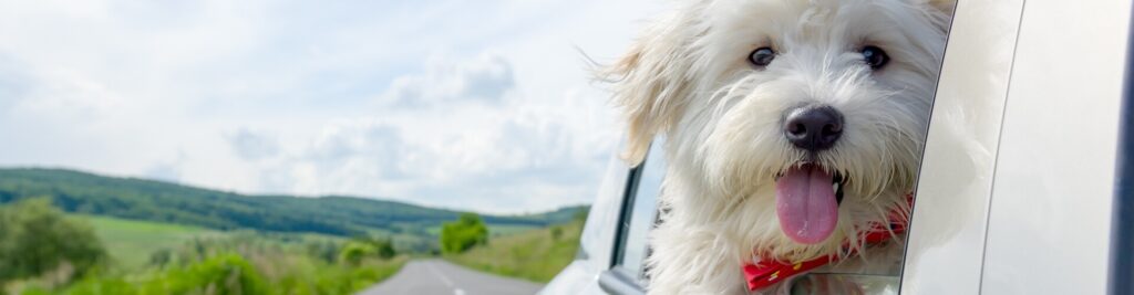 Verreisen mit Hund - Was Sie über Reisekrankheiten bei Hunden wissen müssen