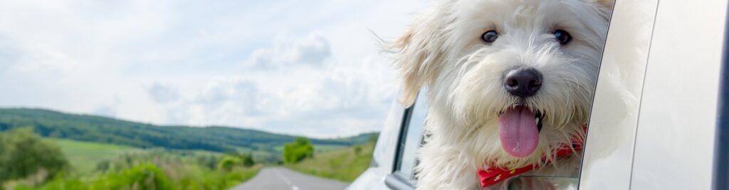 Reisekrankheiten bei Hunden 1 Verreisen mit Hund - Was Sie über Reisekrankheiten bei Hunden wissen müssen