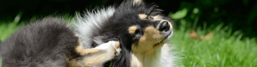 headerbild vorsicht allergie die verbreitetsten allergien bei hun