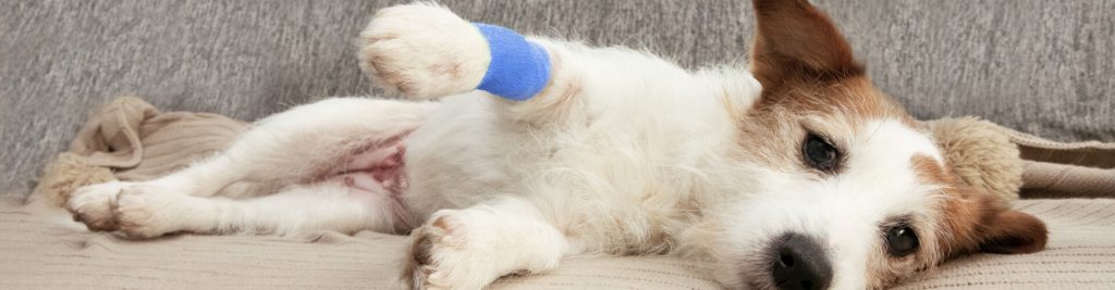 Was in einer Hundeapotheke nicht fehlen darf 1 headerbild was in einer hundeapotheke nicht fehlen darf 1920x500 tinypng