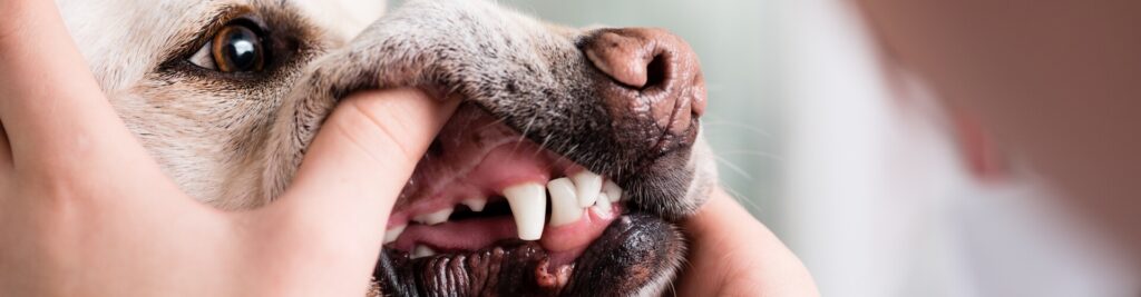 Zahngesundheit bei Hunden 1 headerbild zahngesundheit bei hunden 1920x500 tinypng