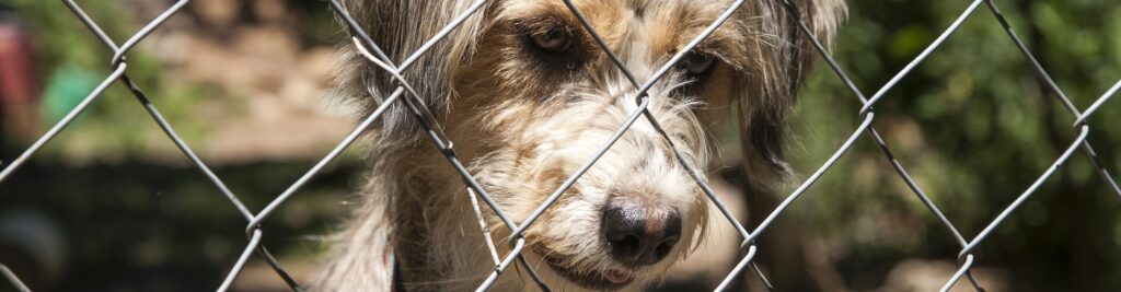 Zwingerhusten beim Hund 1 Was steckt wirklich dahinter?