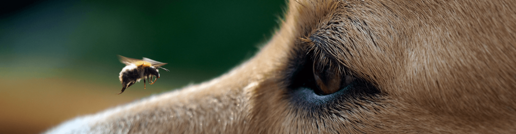 Bienen- oder Wespenstich beim Hund 1 Was muss ich beachten