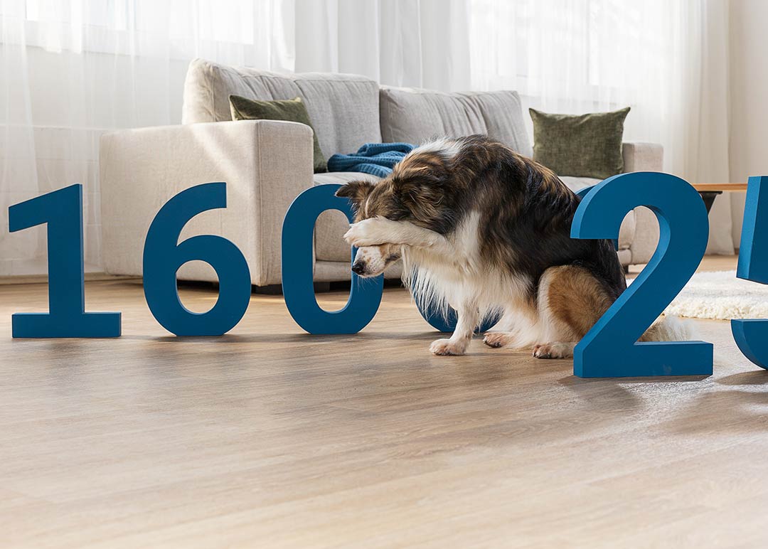 Hunde OP Versicherung 3 Schutz vor hohen OP Kosten