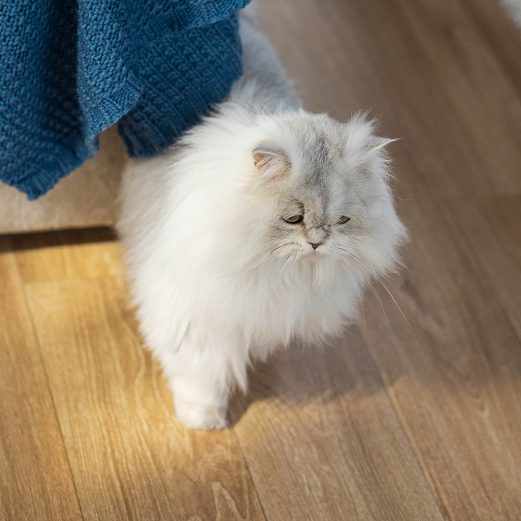 Katzen OP Versicherung 12 6. Schutz ab dem ersten Tag