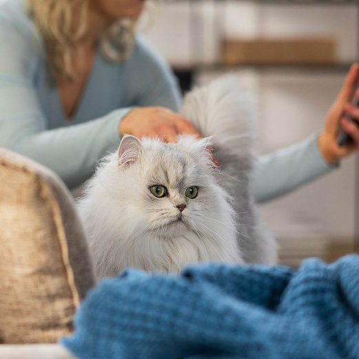 Katzen OP Versicherung 11 5. Keine aufwendige Gesundheitsprüfung