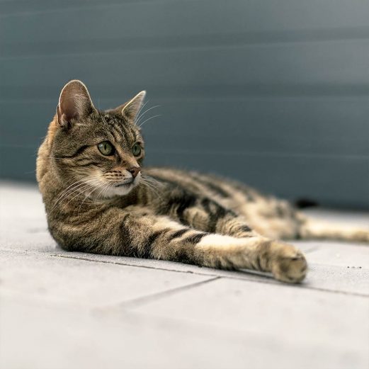 Katzen OP Versicherung 9 3. Kostenübernahme bis zum 4-fachen GOT-Satz