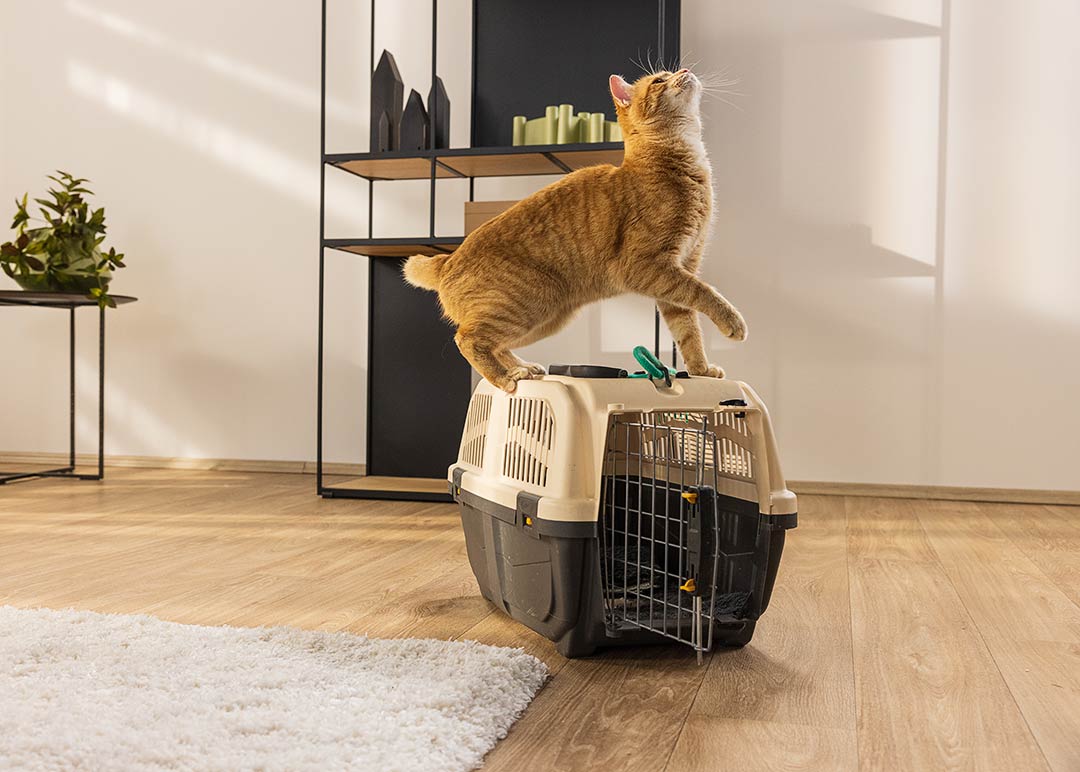 Katzen OP Versicherung 3 Schutz vor hohen OP Kosten