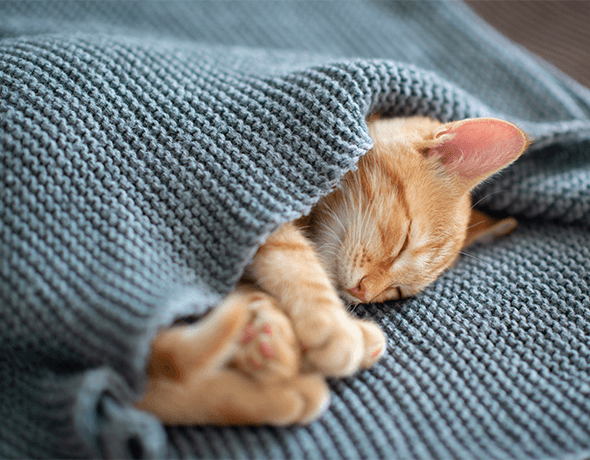 Petprotect - Kleine Katze schläft