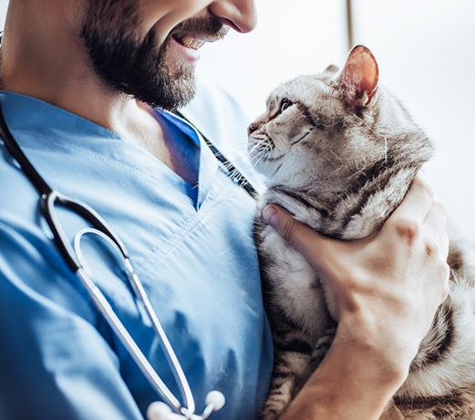 Katzenkrankenversicherung 10 4. Unkomplizierte Express-Gesundheitsprüfung