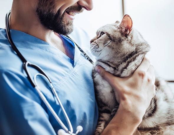 Petprotect - Katzenkrankenversicherung - Katze beim Tierarzt (590 / 460)