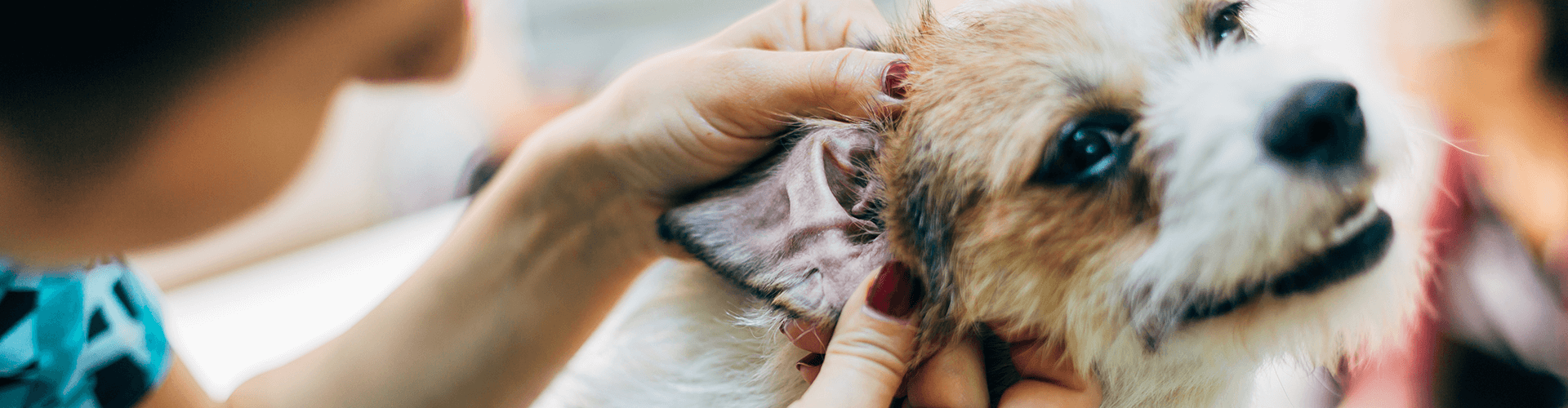 hund zahn gezogen wie lange schmerzen