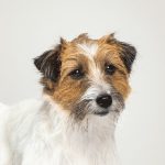 Videosprechstunde: Der Online-Tierarzt 5 Hundehaftpflichtversicherung