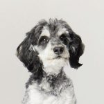 Über uns 4 Auf gute Gesundheit: PETPROTECT Tierkrankenversicherung