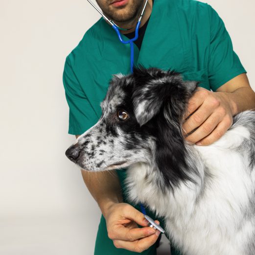 Tierarzt- und OP-Versicherung in einem
