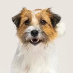 Hundehaftpflicht­versicherung