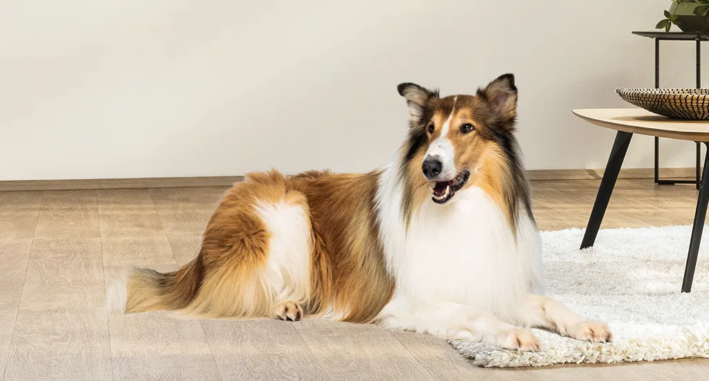 Petprotect Teaser