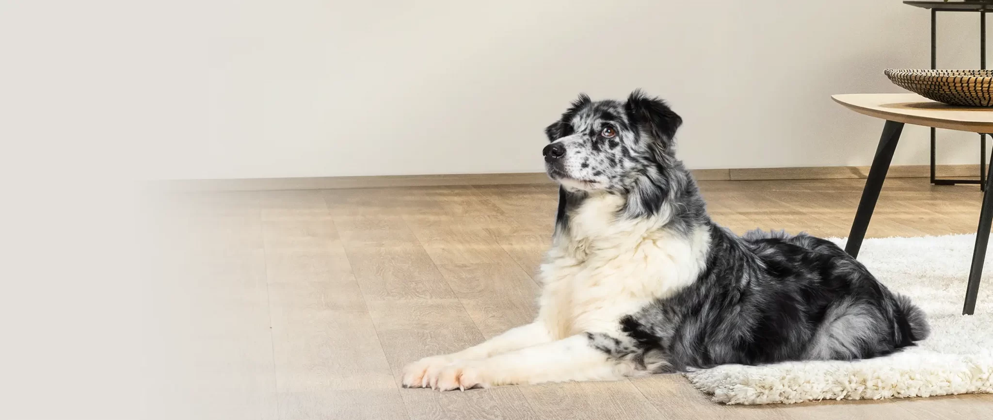 Petprotect Teaser