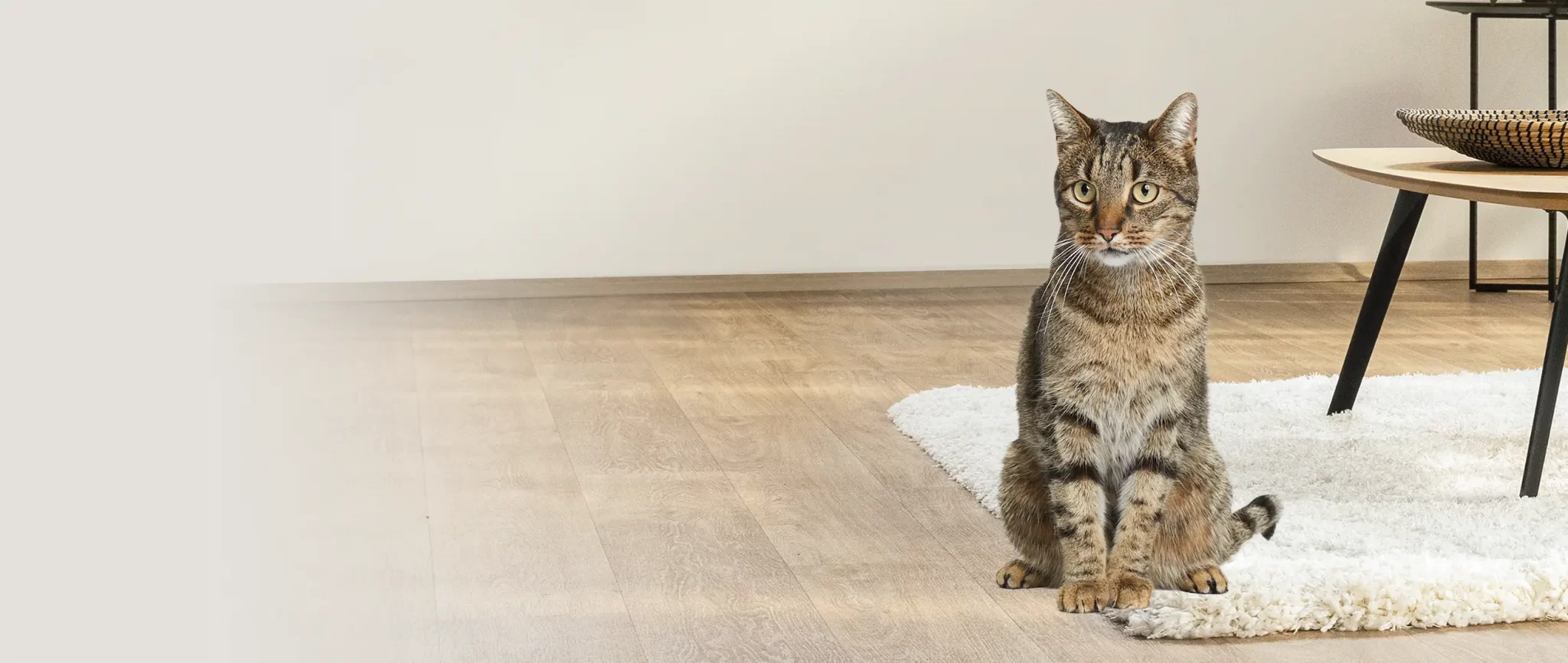 Petprotect Teaser