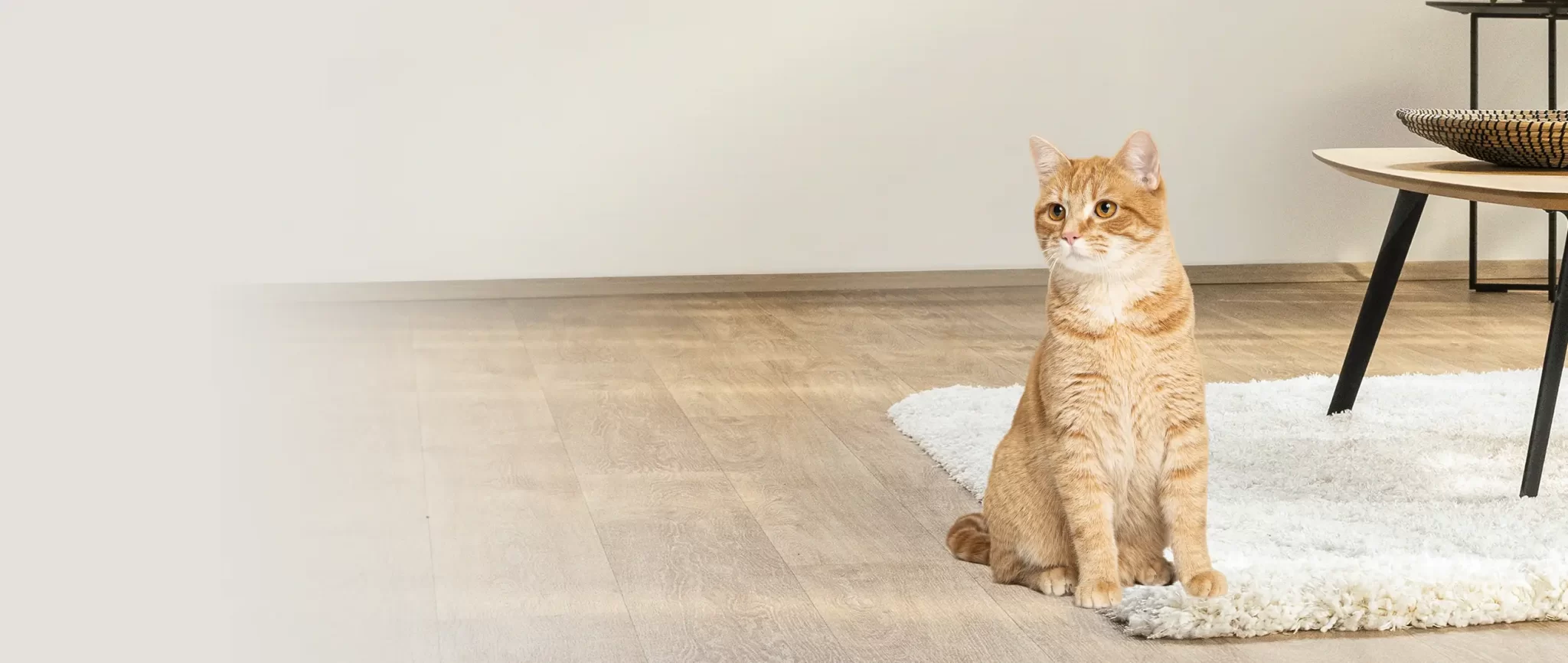 Petprotect Teaser