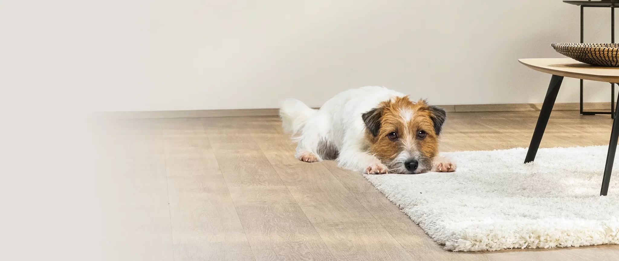 Petprotect Teaser