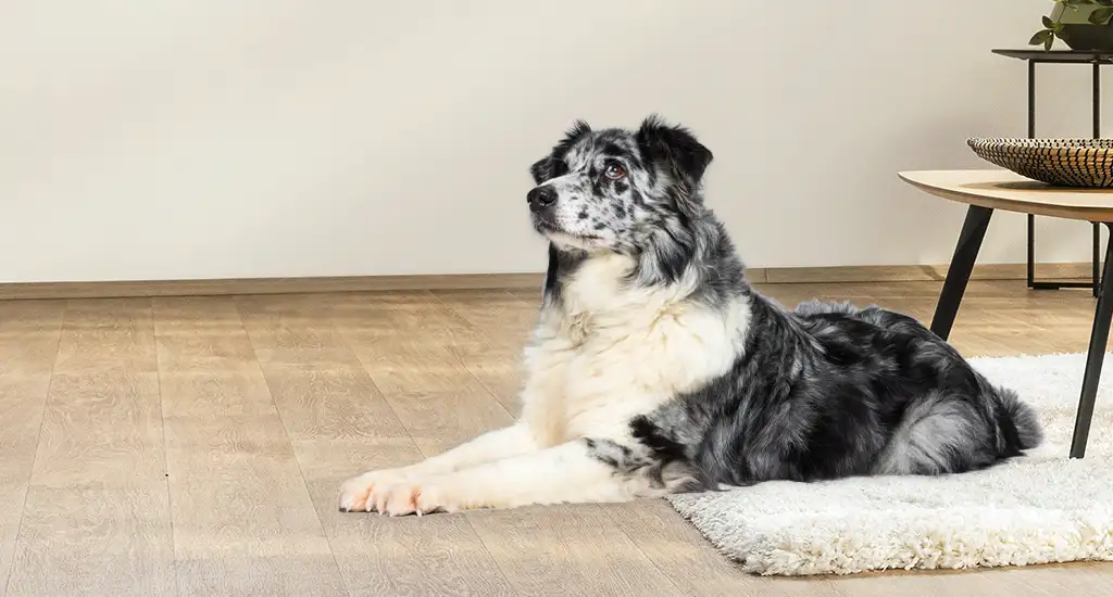 Petprotect Teaser