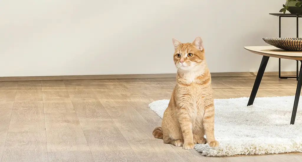 Petprotect Teaser