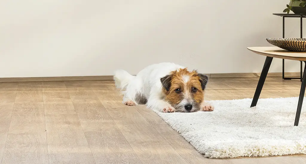 Petprotect Teaser