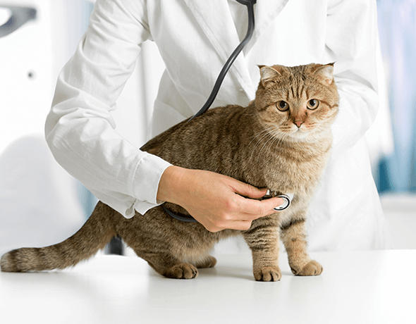 Petprotect - Katze beim Tierarzt
